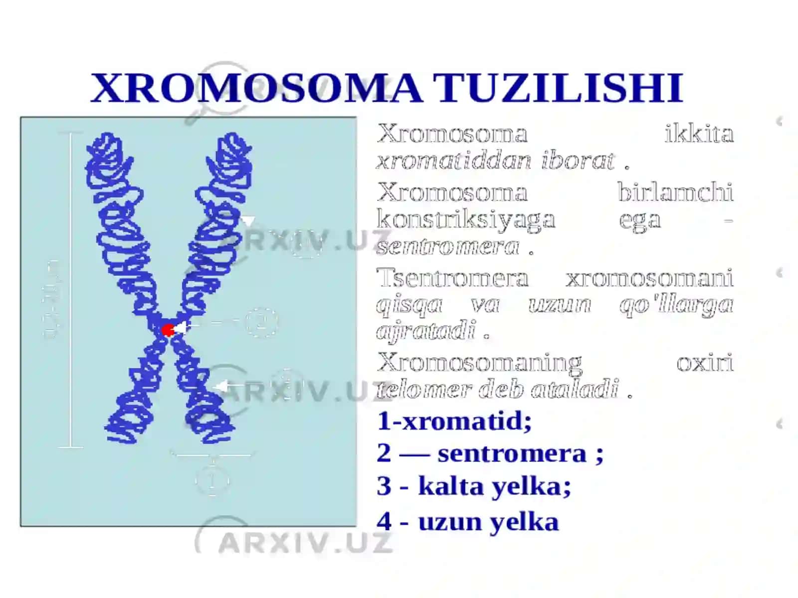 Xromosoma kasalliklari. Xromosomalar soni va tuzilishidagi o'zgarishlar. Prenatal diagnostika 3