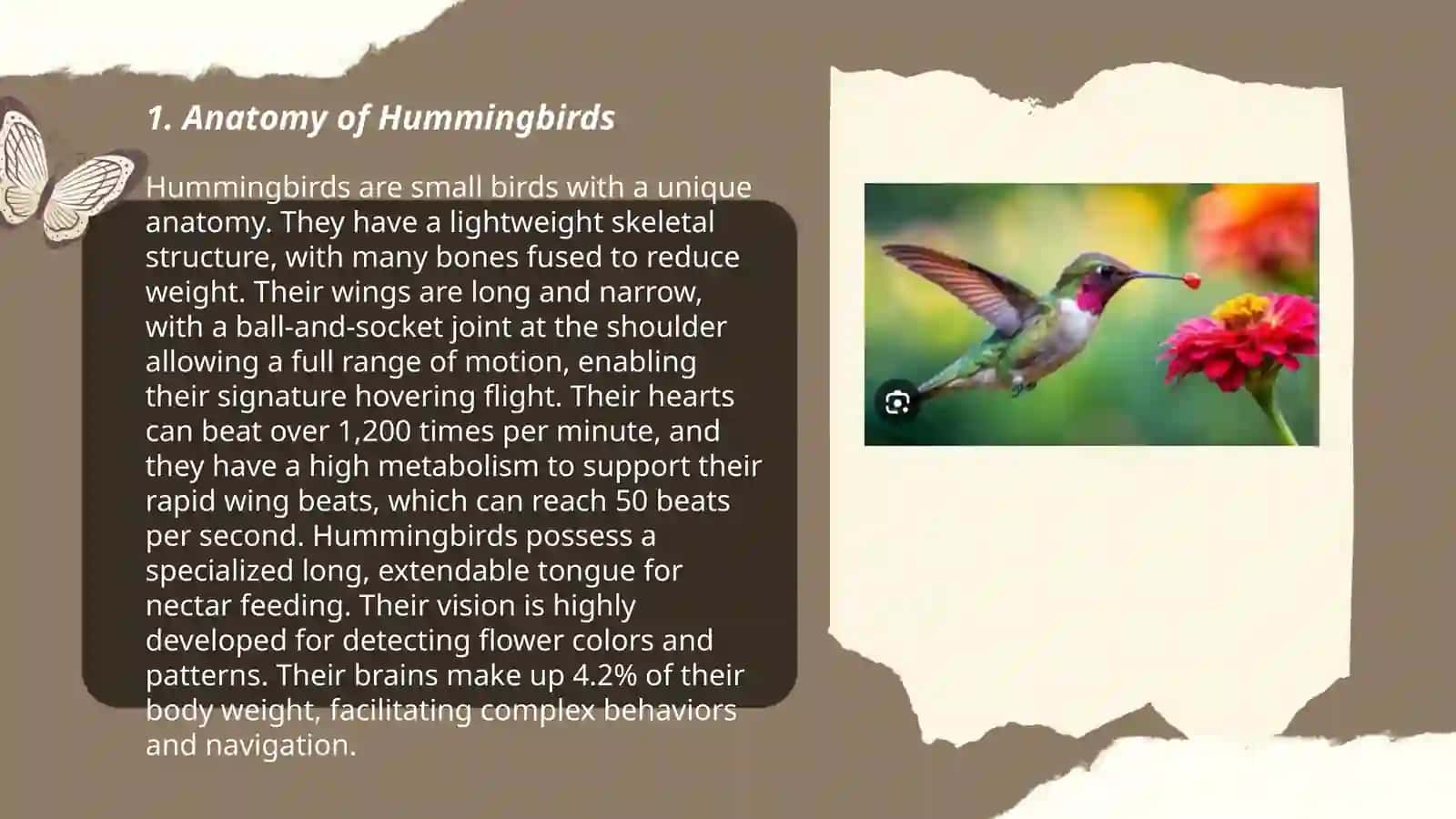 Anatomy of Hummingbirds 3