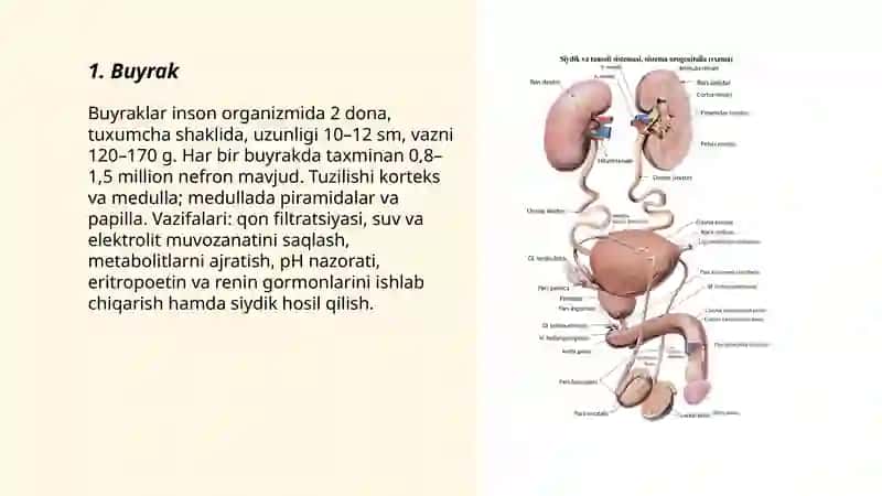 Buyraklar 3