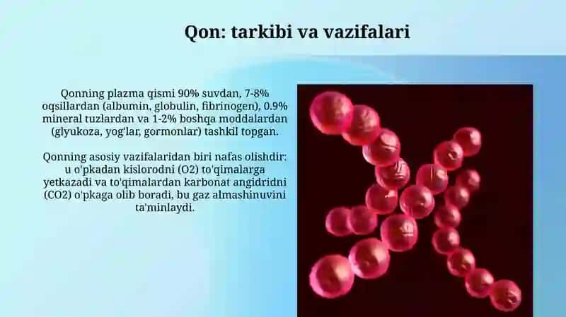 Qon tomirlarining tuzilishi va turlari 3