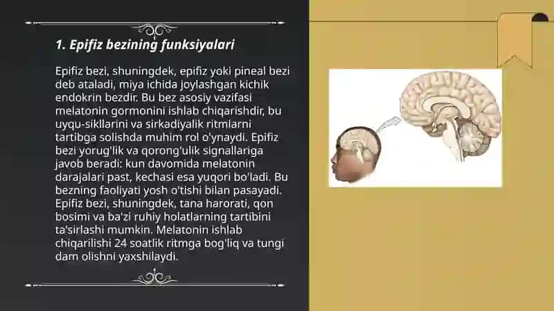 Epifiz va Gipofiz bezlar haqida 3