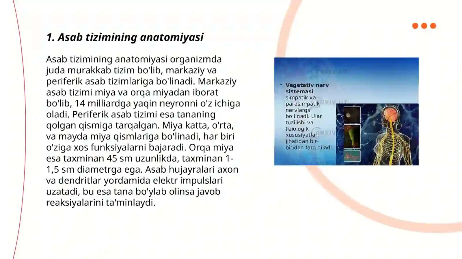 Nerv sistemasi va uning tuzilishi 3
