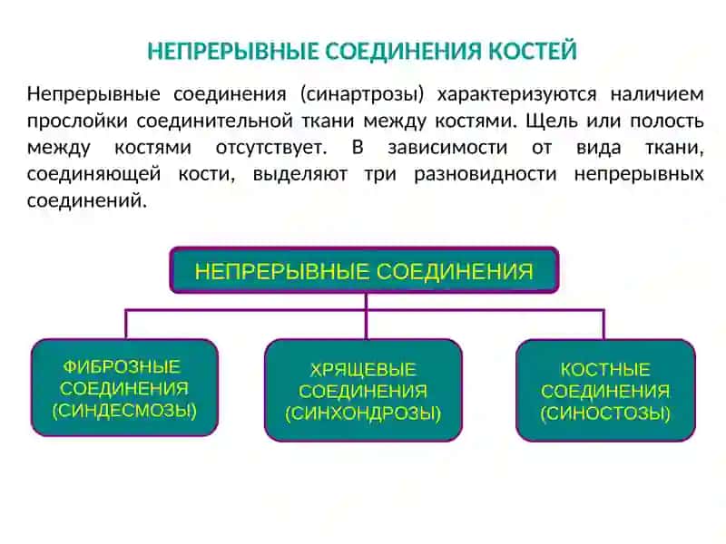ОБЩАЯСИНДЕСМОЛОГИЯ 3