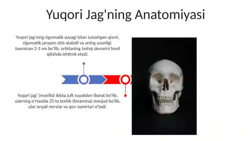 Yuqori jag'ning Anatomiyasi 3