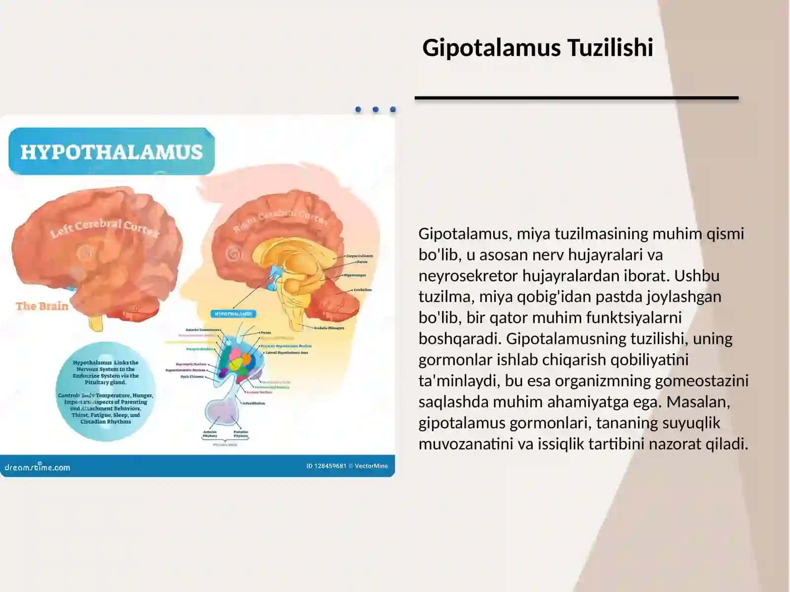 Gipotalamus Neyrosekretsiyasining Strukturaviy Asoslari 3