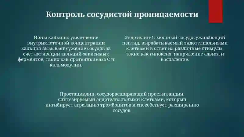 Функции Сосудистого Эндотелия 3