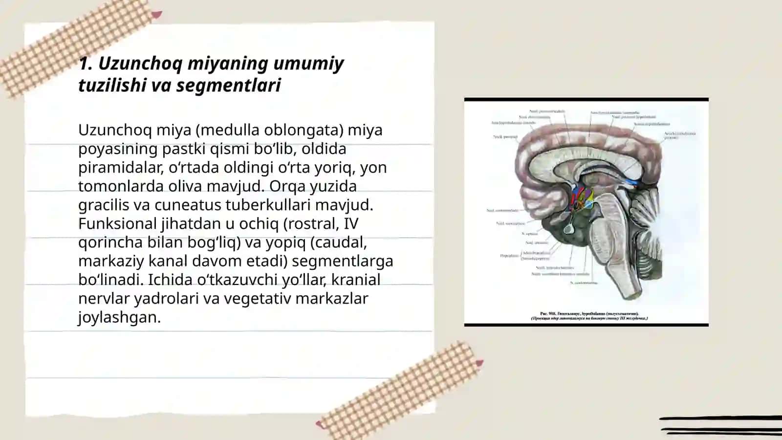 Uzunchoq miya va ko‘prik 3
