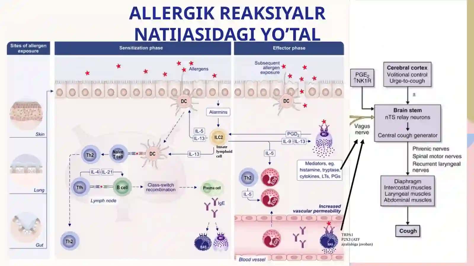 Yo'tal sindromida differensial diagnositka 3