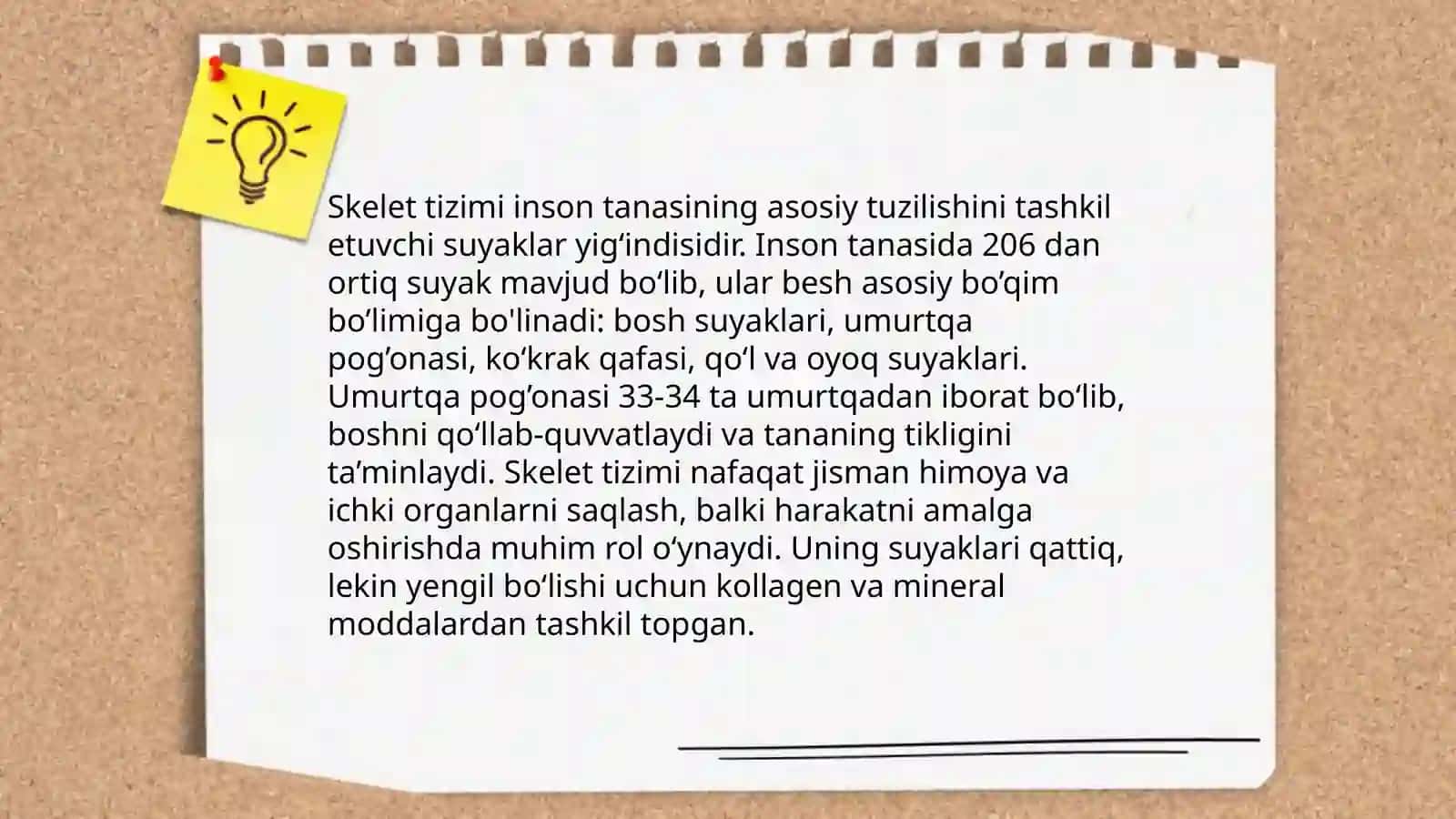 Odam anatomiyasi 3