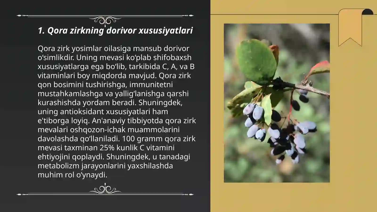 Qora zirk, Berberis integrerrima Bunge 3