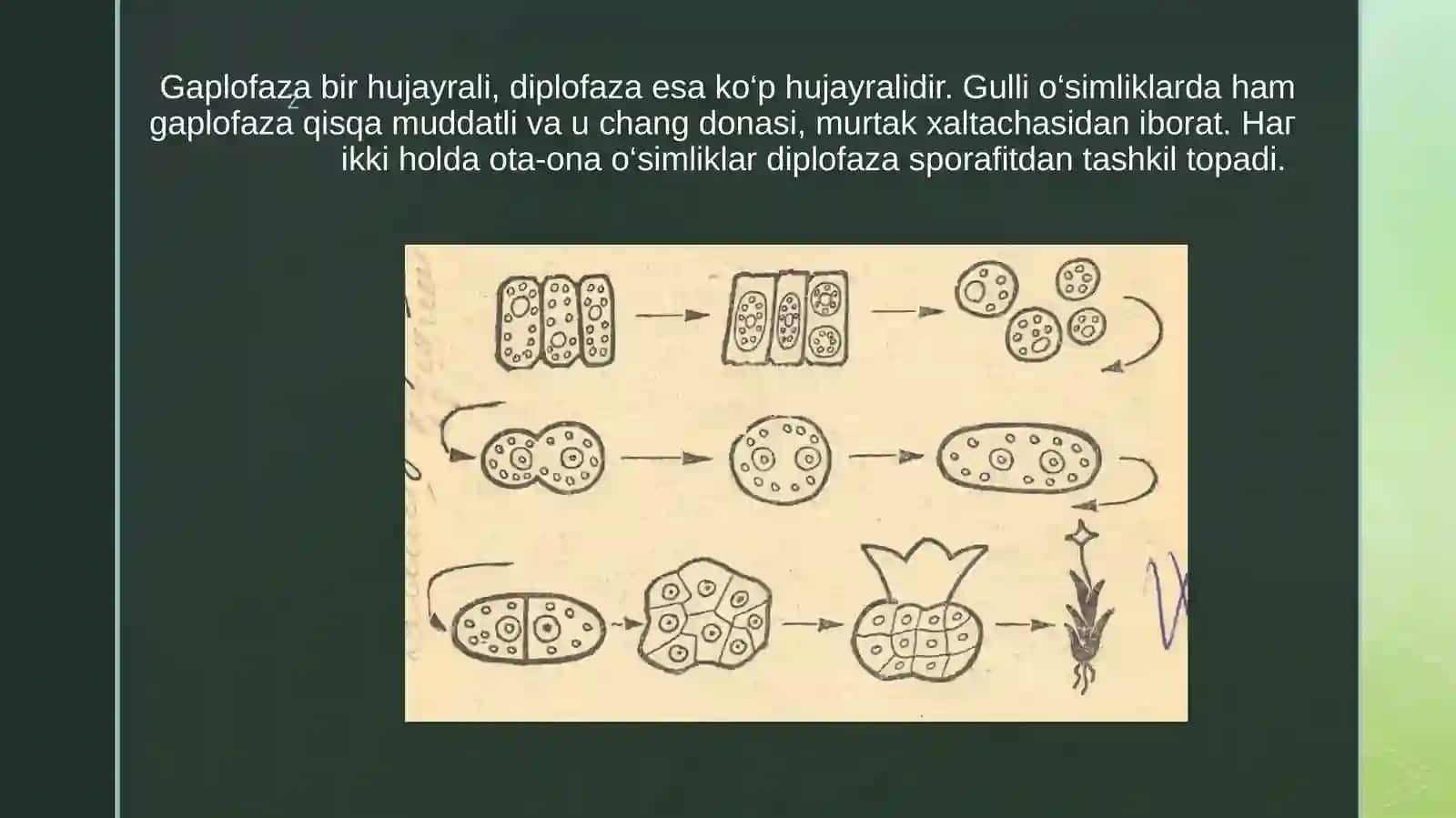 O’simlik va hayvonlarda nasillarning gallanishi 3