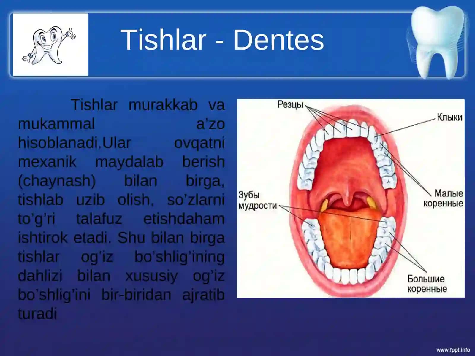 Tishlarni anatomik va gistologik tuzilishi 3