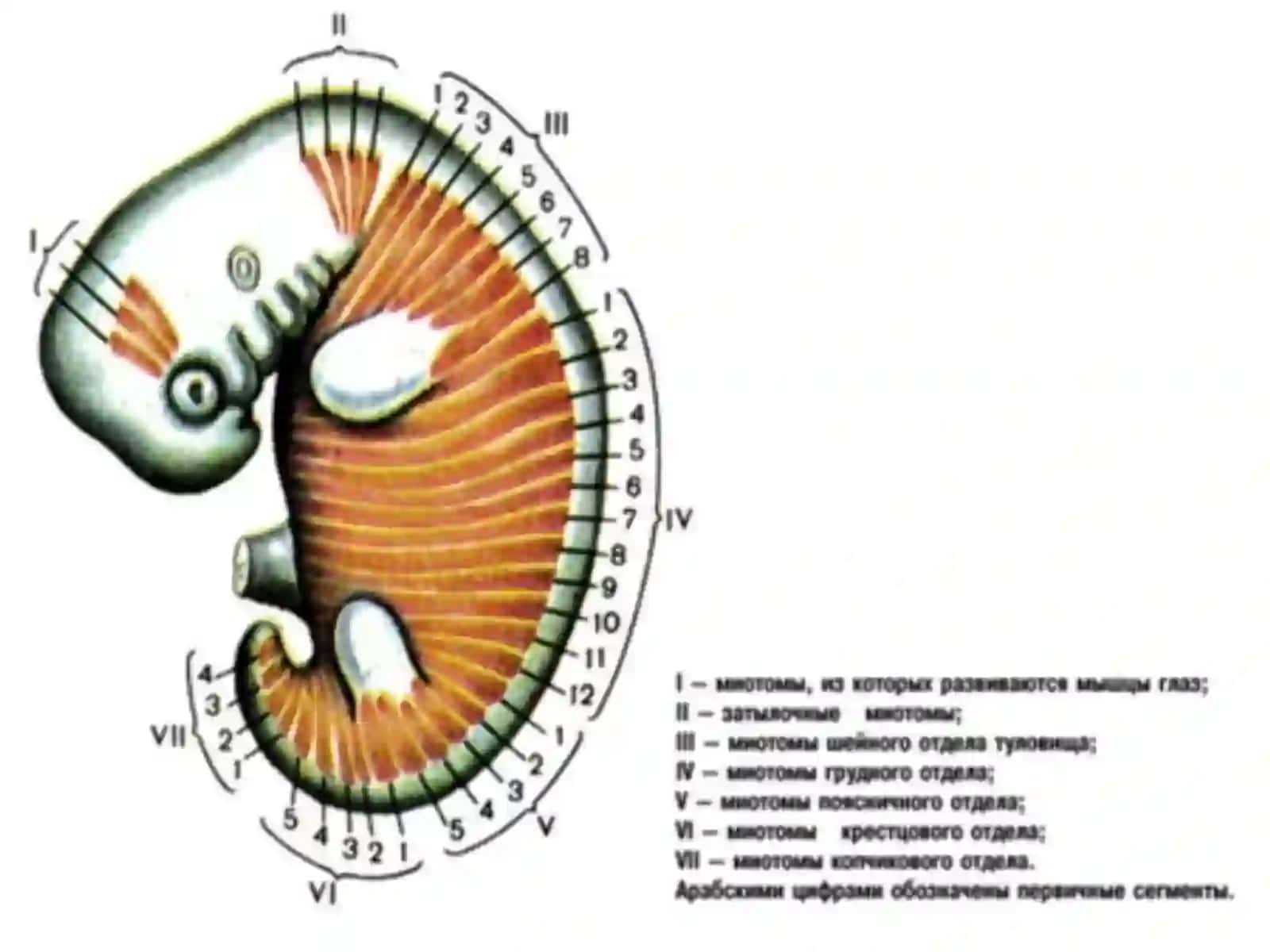 Мышцы спины 3