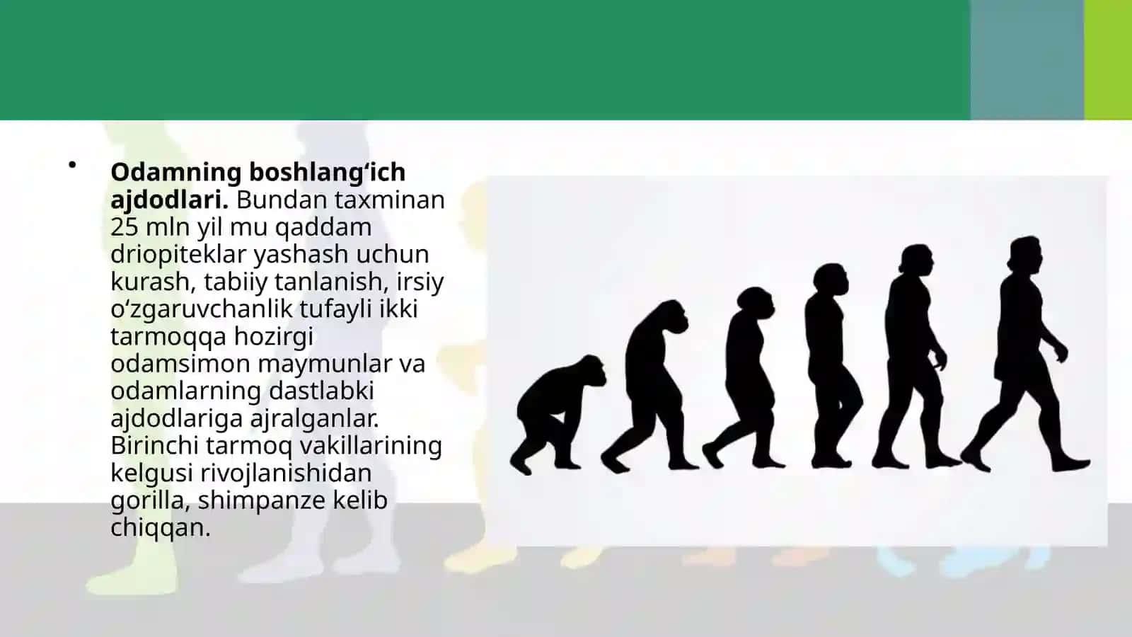 ODAM EVOLUTSIYASINING ASOSIY BOSQICHLARI 3