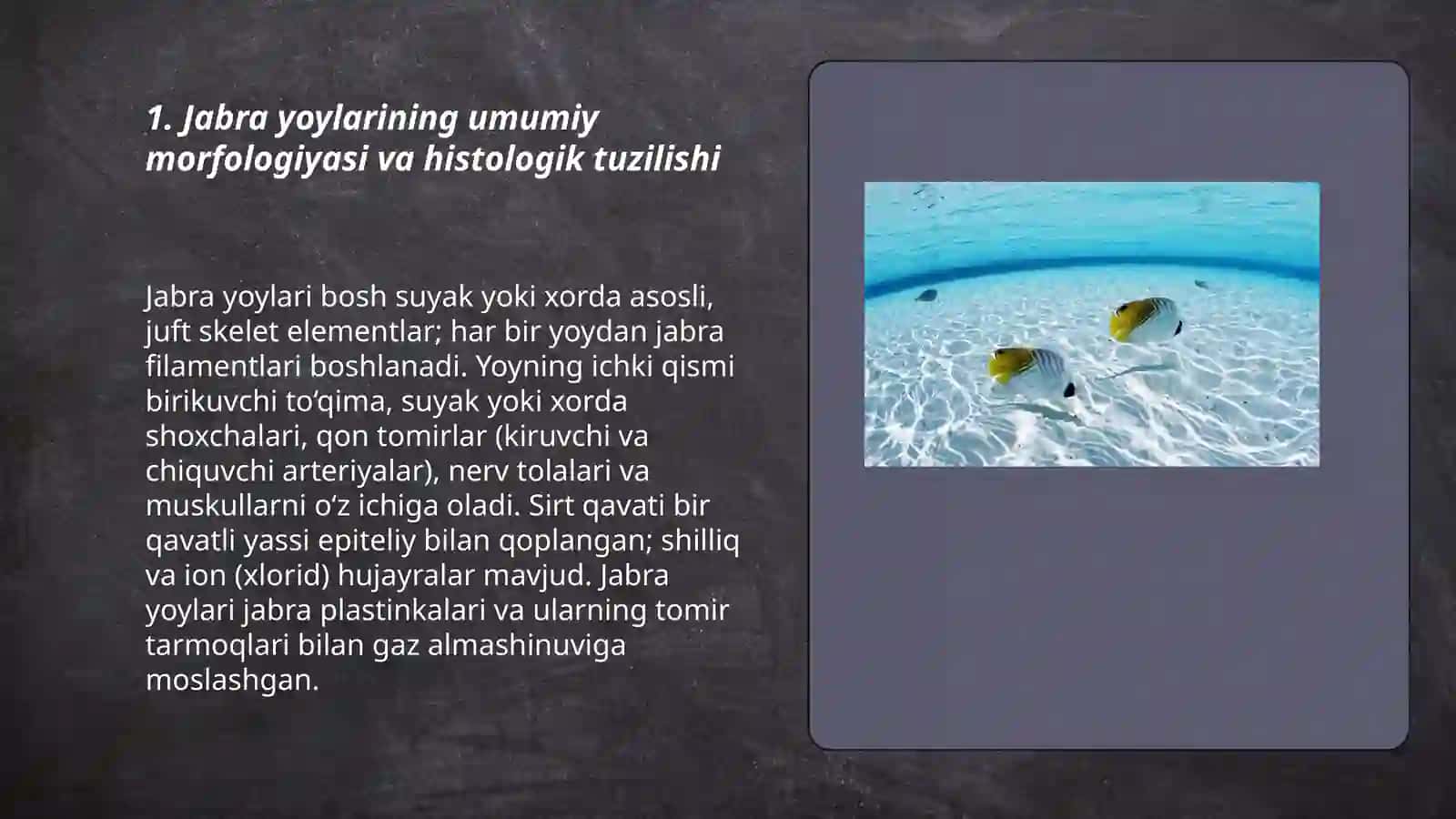 Baliqlarning jabra aparati gistalogiyasi 3