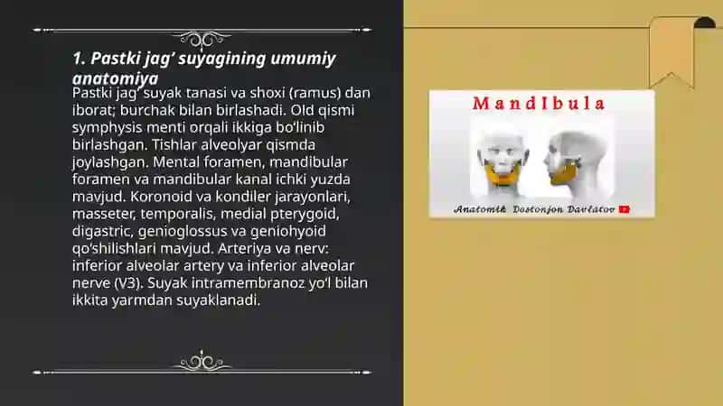 Pastki jag‘ suyagi 3