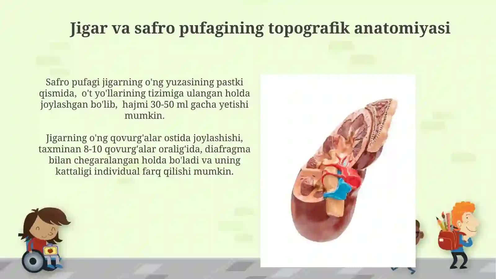 Jigar va o't pufagi anatomiyasi 3