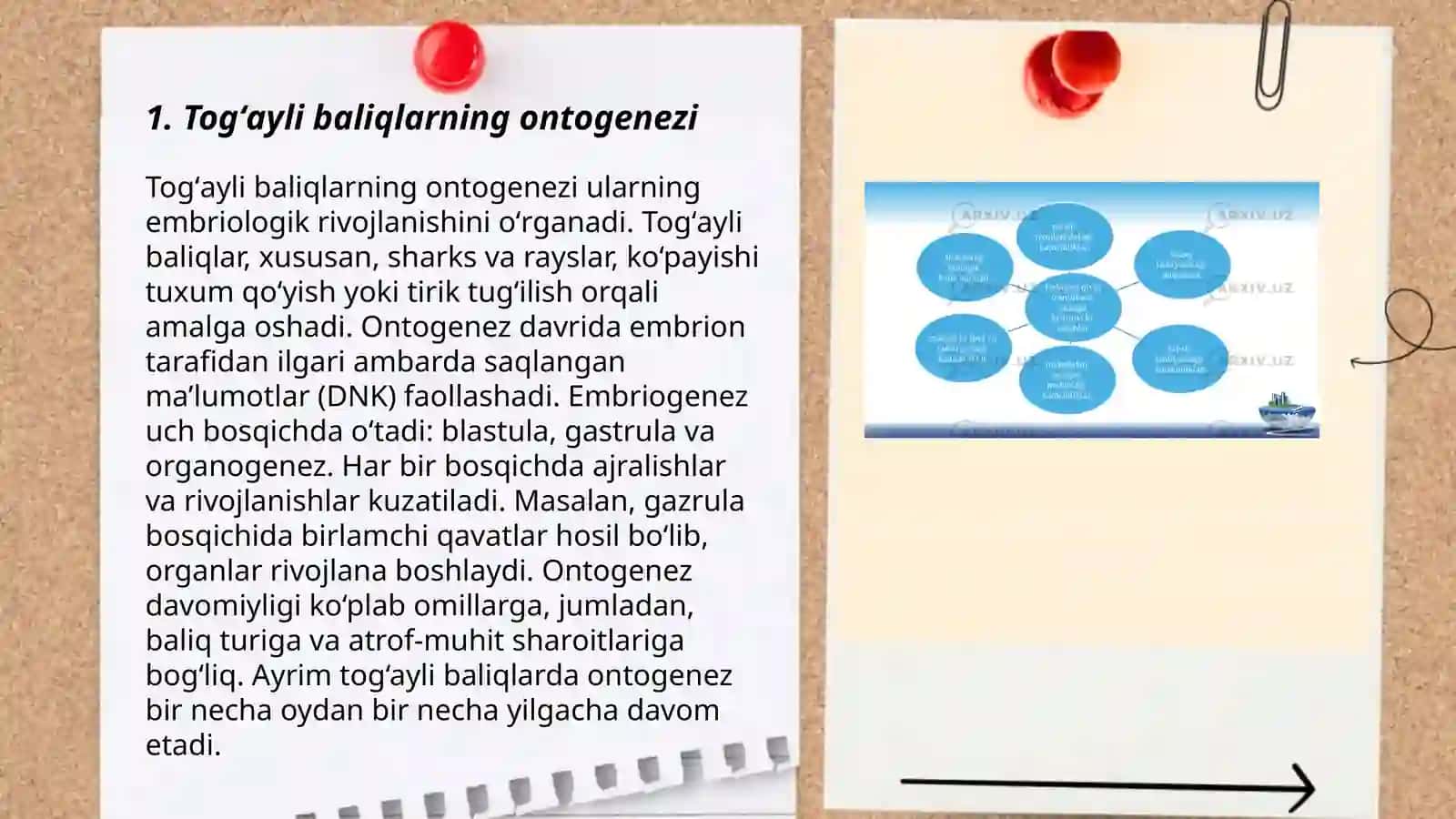 Togʻayli baliqlarning individual rivojlanish xususiyatlari 3