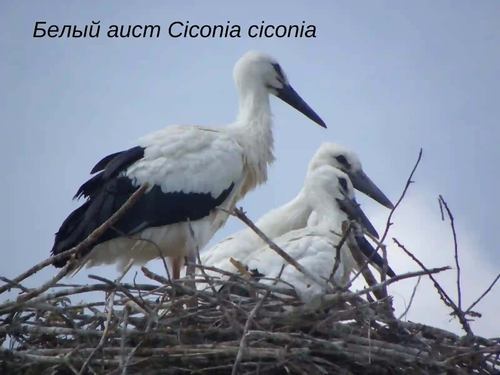 Птицы населенных пунктов 3