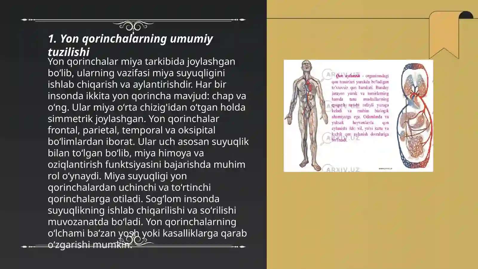 Yon qorinchalar anatomiyasi va ularning funksional xizmati 3