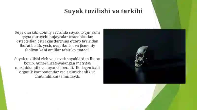 Suyaklar va ularning birikishi 3