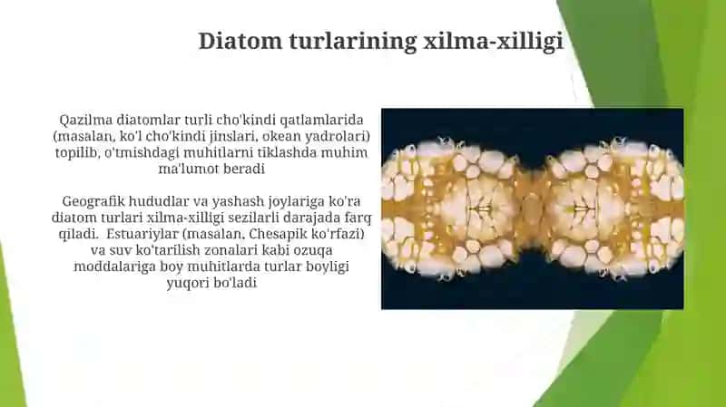Diatom suvo‘tlar 3