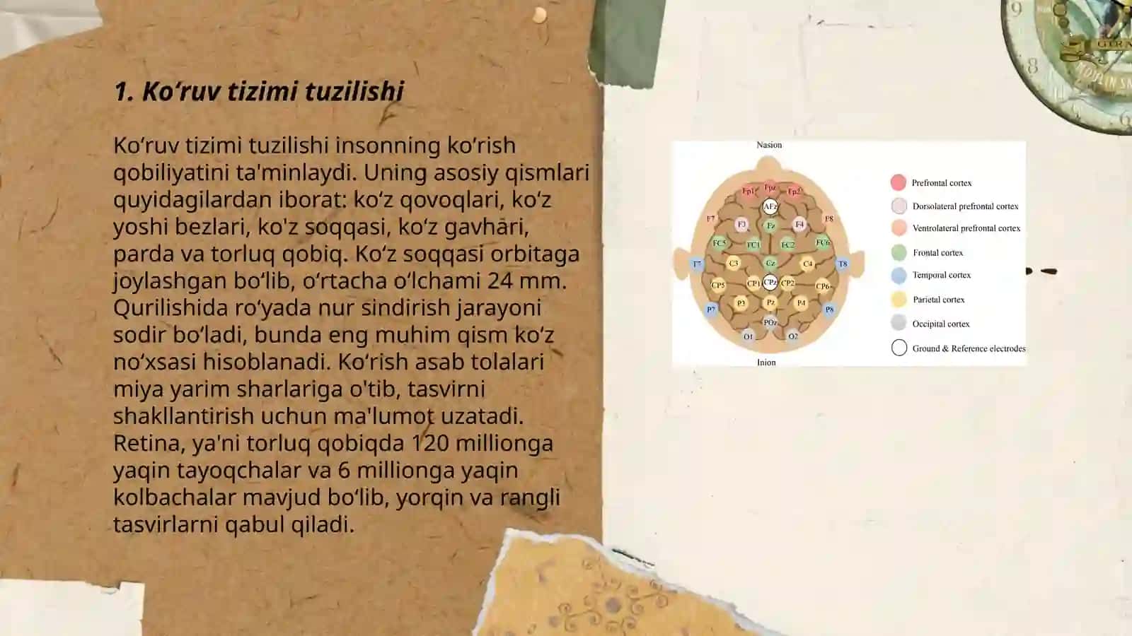 Koʻruv tizimi(analizatori) 3