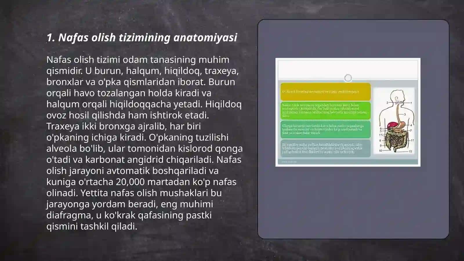 Nafas olish tizimi 3
