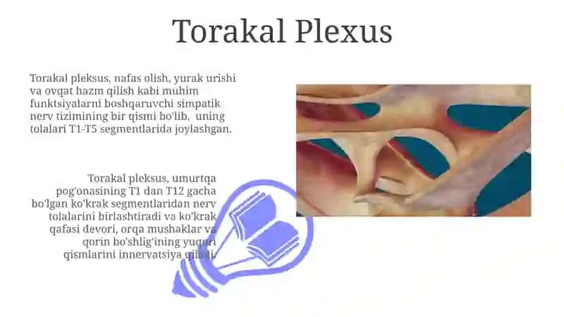 Torakal Plexus 3
