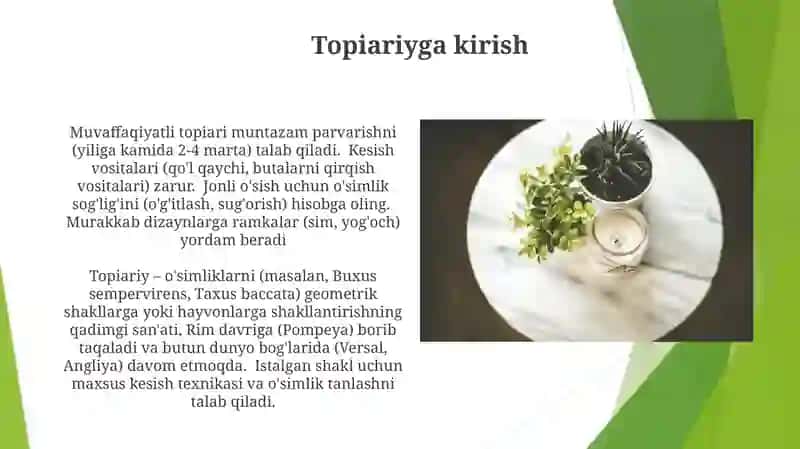 Topiar san’ati uchun manzarali o‘simliklar assortimenti 3