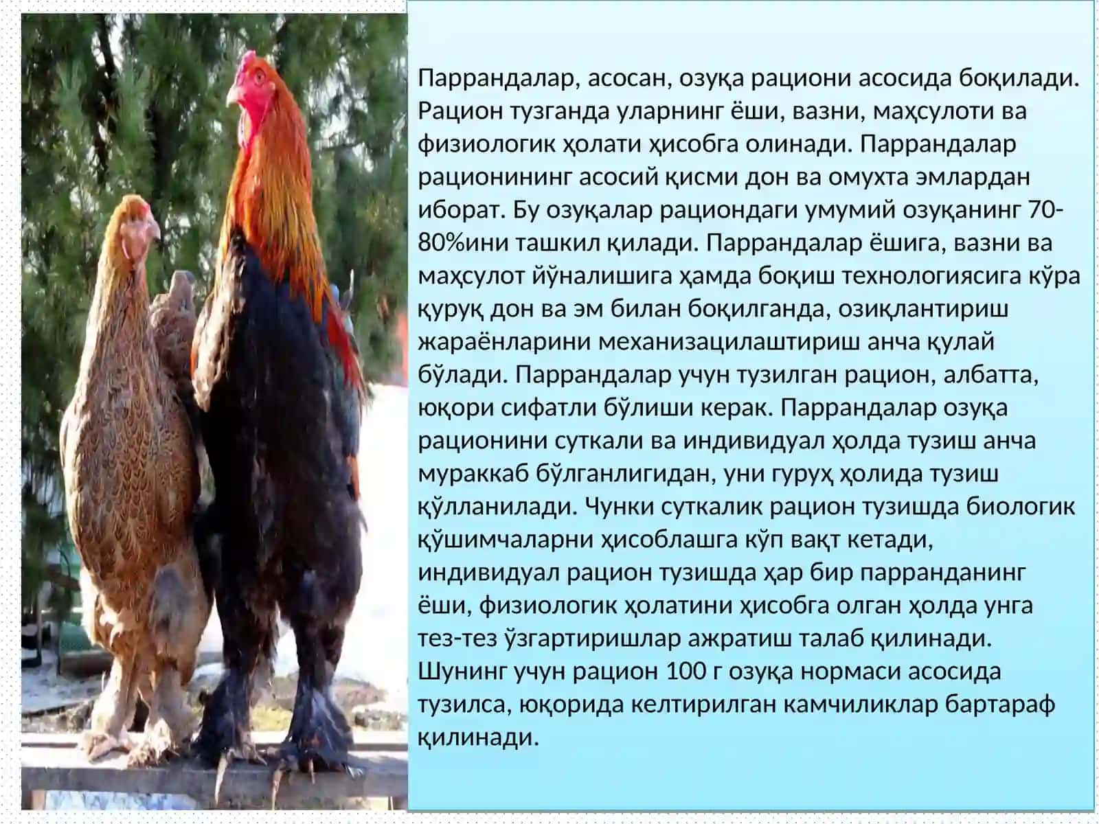 Паррандаларни озиқлантириш 3