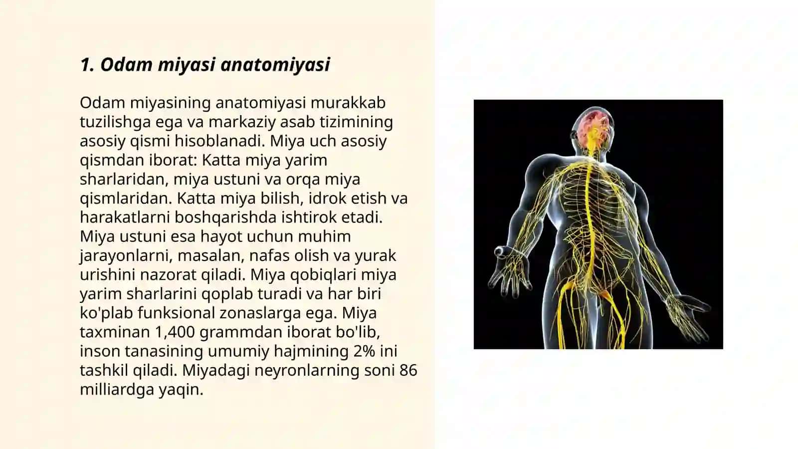 Odam miyasi anatomiyasi 3