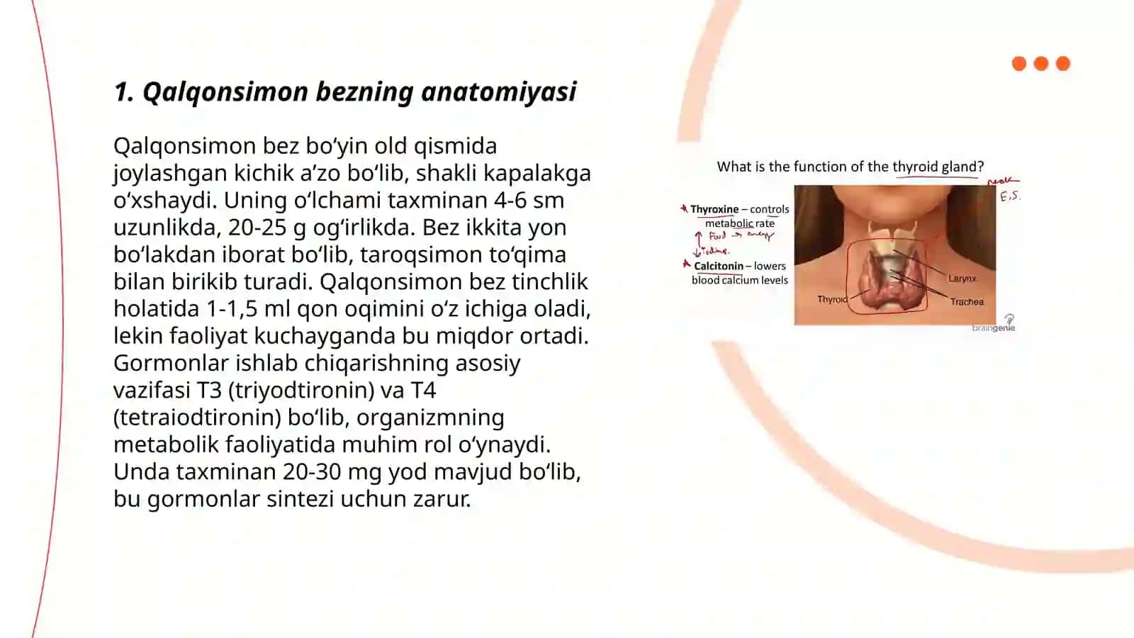 Qalqonsimon bez anatomiyasi 3