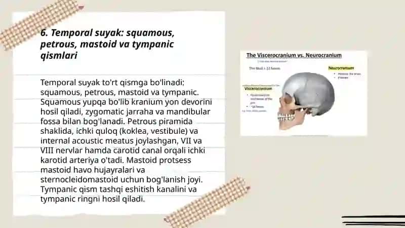 Neurokraniumning umumiy anatomiyasi va funktsiyalari 3