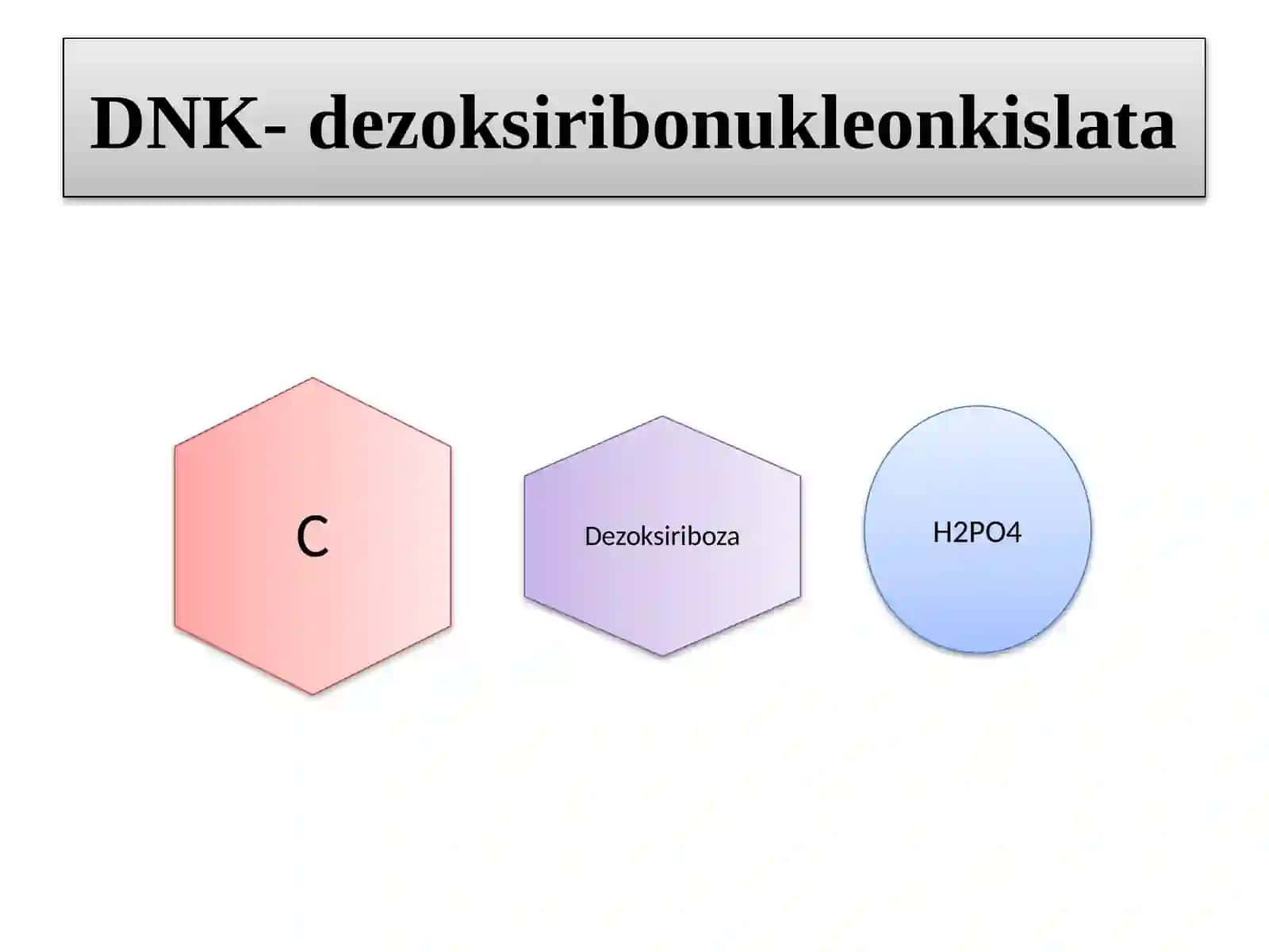 Oqsil biosintezida DNK va RNK ning roli 3