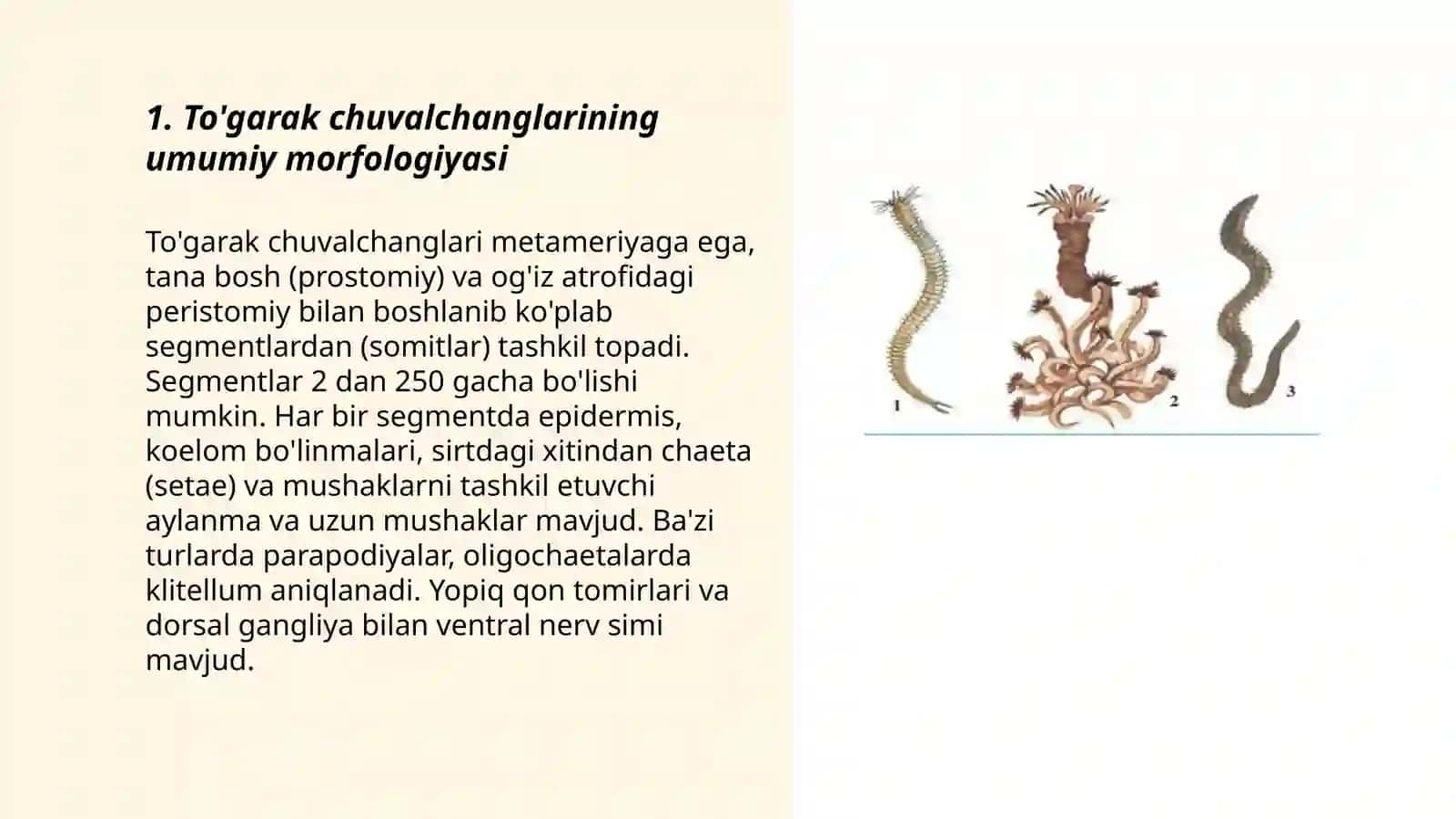 To'garak chuvalchanglar tipi 3