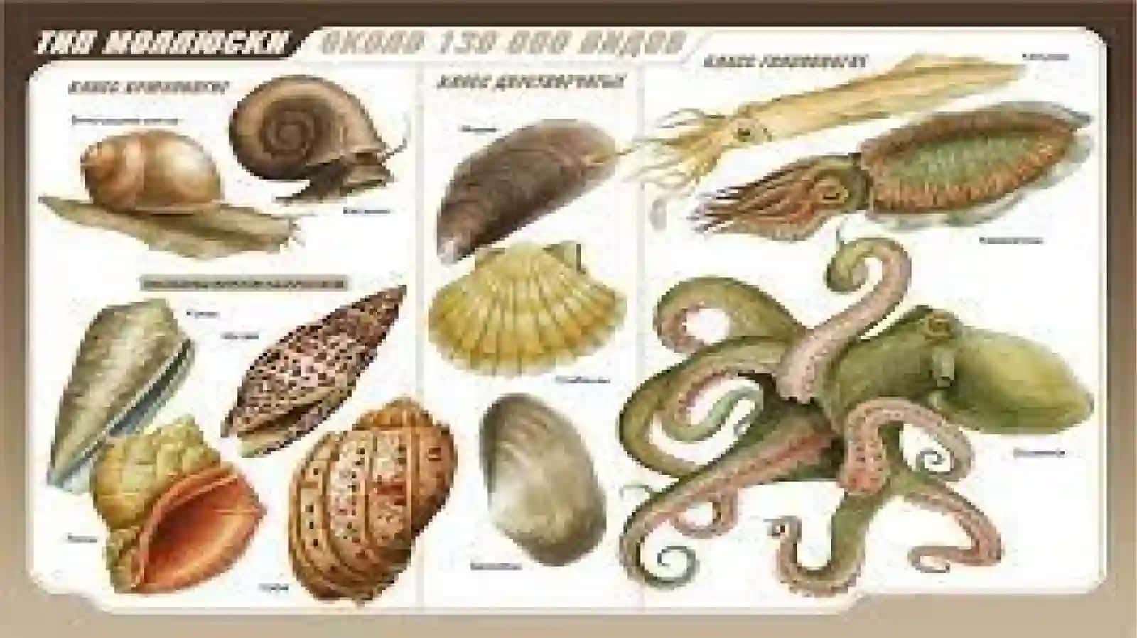 MOLLYUSKALAR(Mollusca) 3