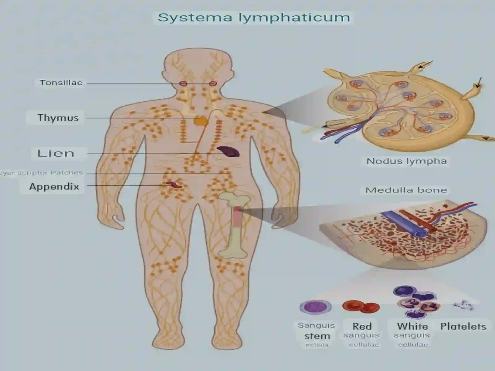 Venous System of the Human Body 3