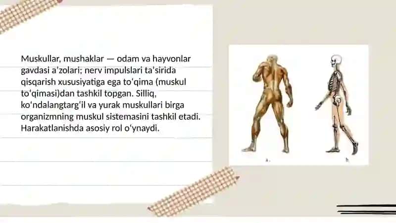 Muskullarning xilma xilligi 3