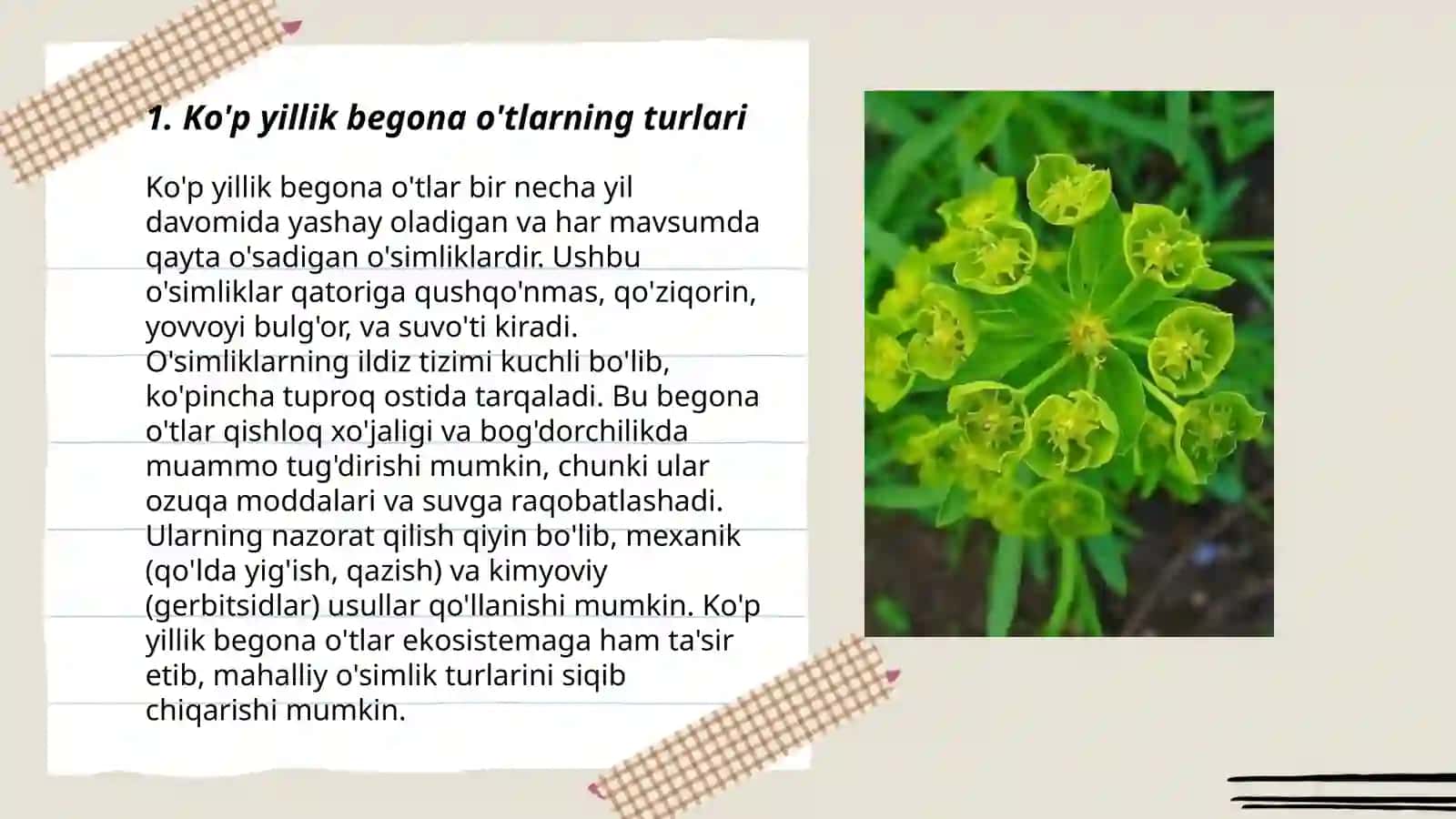 Ko'p yillik begona o'tlar 3