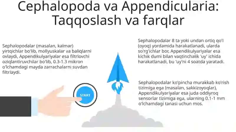 Sal'plar va appendikulyalar sinfi 3