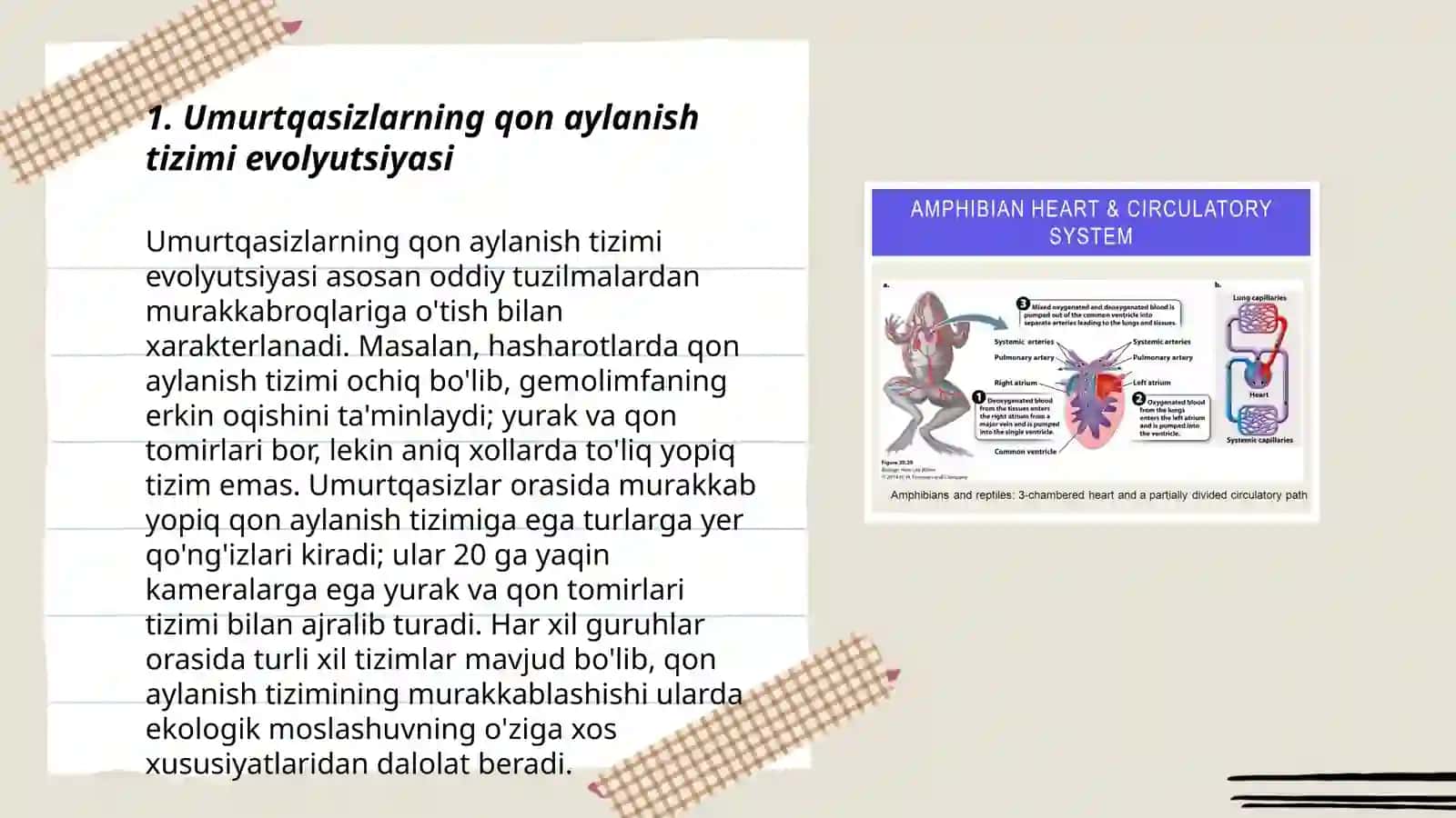 Umurtqasizlarning qon aylanish sistemasi 3
