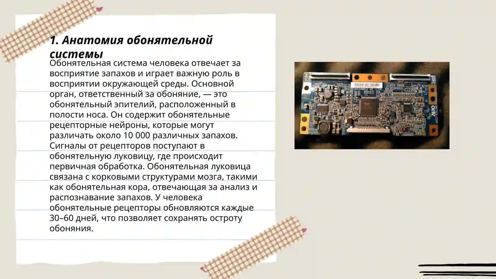 Обонятелный 3