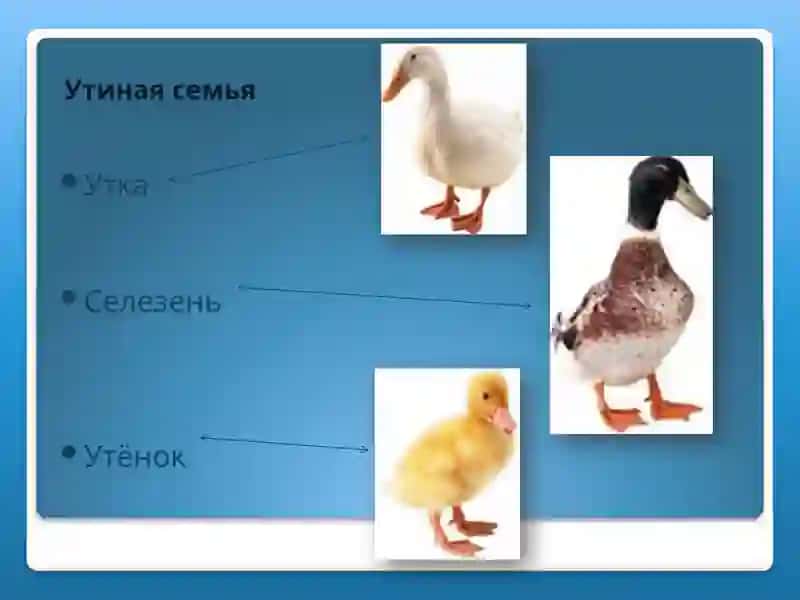Домашняя утка 3