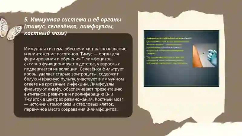Иммунитет 3