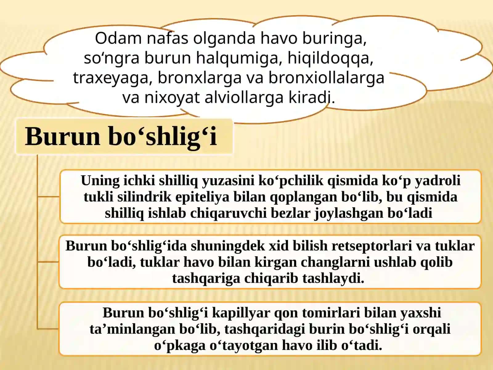 Nafasolish va ayrishtizimlarining yosh xususiyatlari va gigiyenasi 3