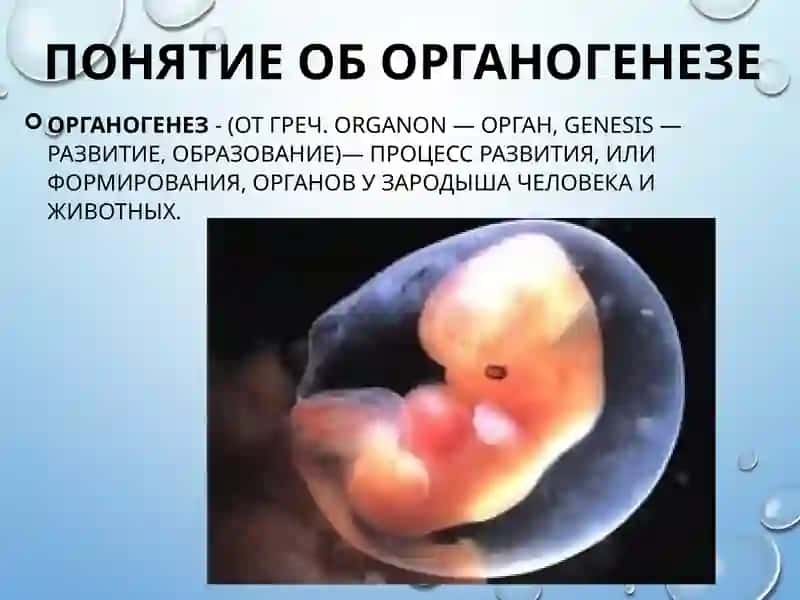 ОРГАНОГЕНЕЗ 3