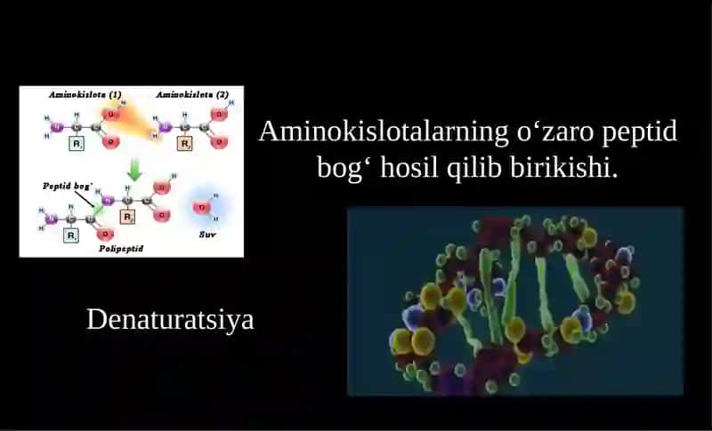 Oqsillarning funksiyalari 3