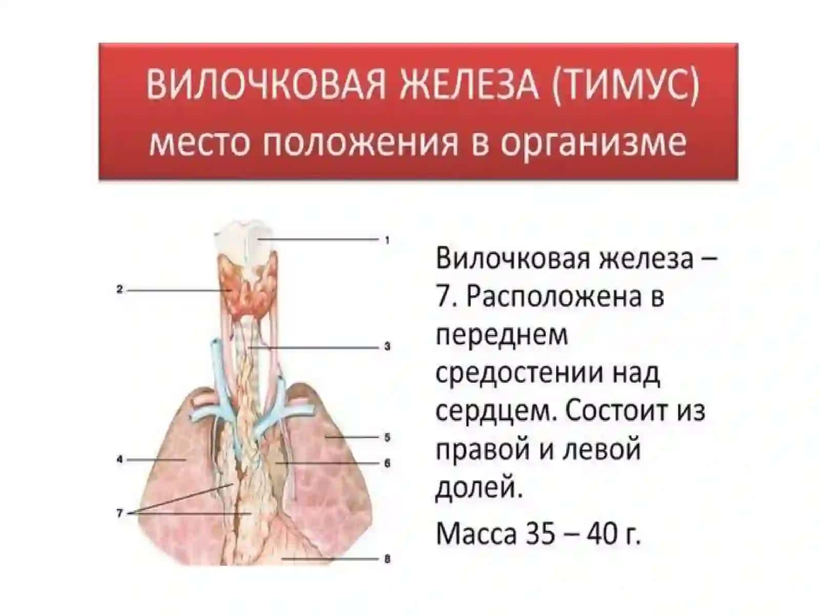 Адаптивный иммунитет 3