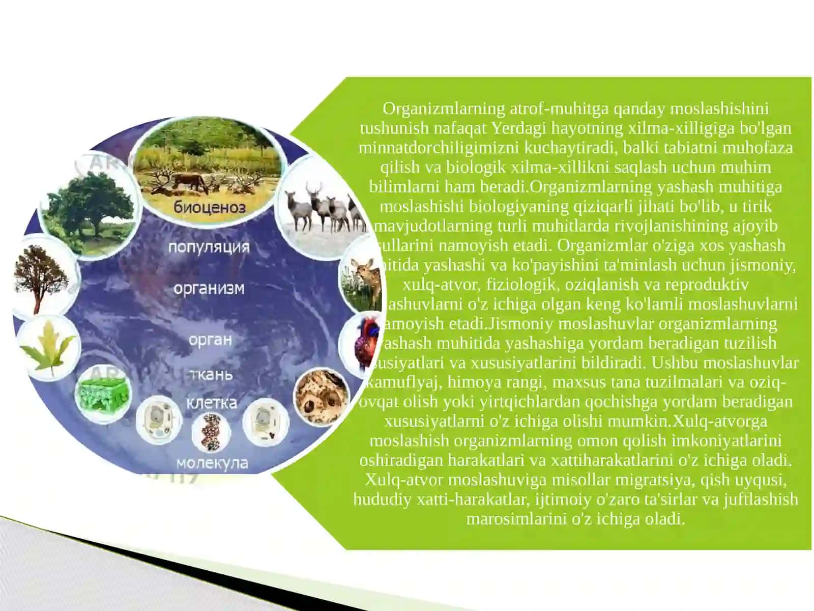 ORGANIZMLARNING MOSLANISHI VA YASHASH MUHITI 3